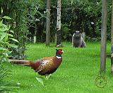 Cat and Pheasant